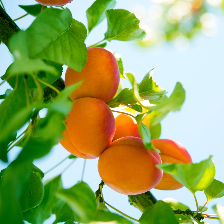 Apricots on a tree